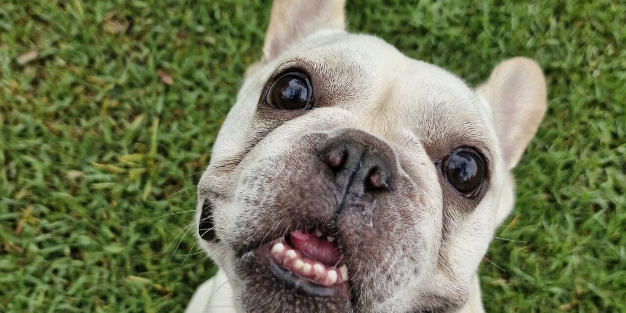Oh no! my dog ate Easter Eggs