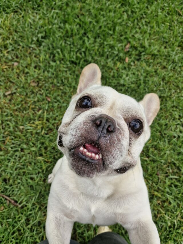 Oh no! my dog ate Easter Eggs