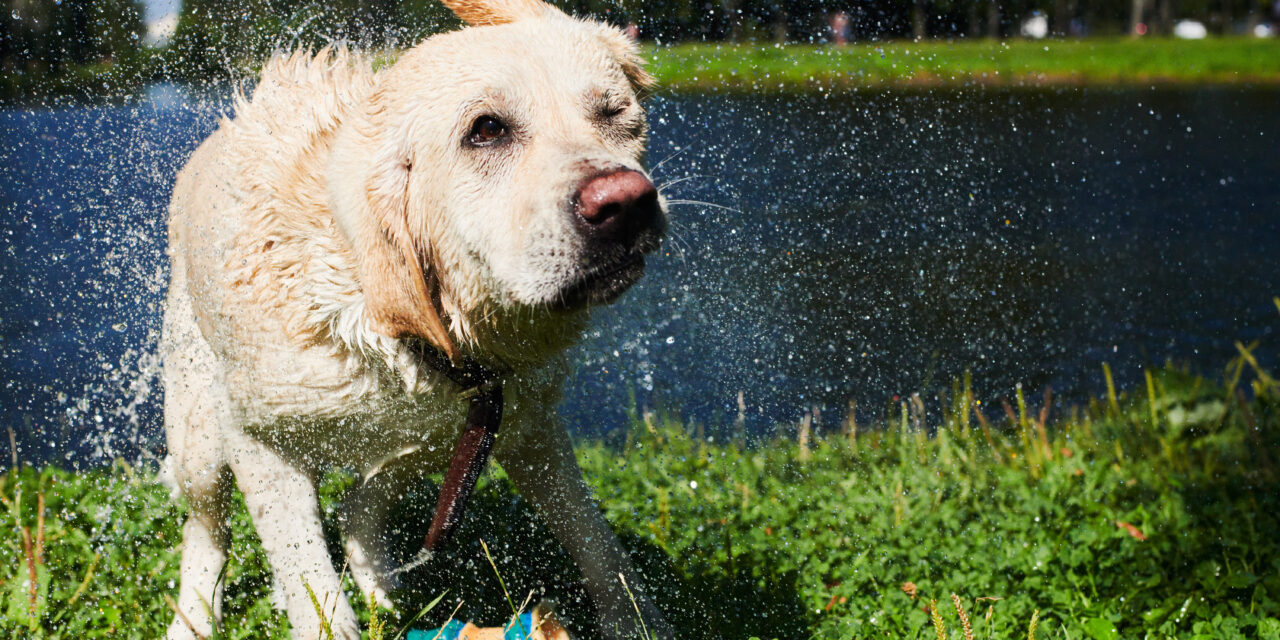 Best Dog Parks in Sydney