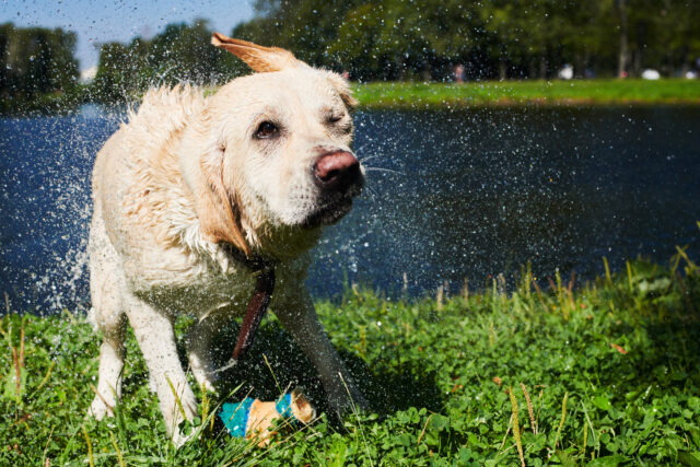 Best Dog Parks in Sydney