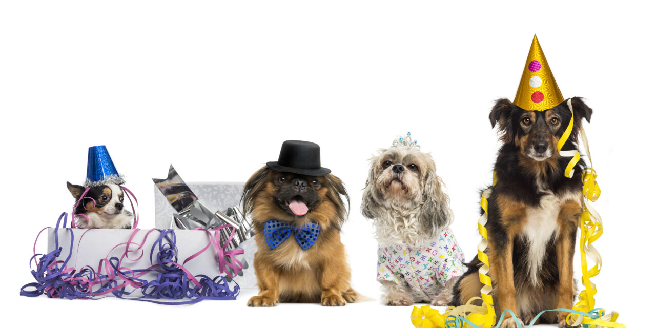 Is your dog ready for the catwalk? How to Choose the Right Clothing for Your Dog