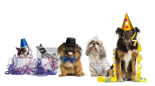 Is your dog ready for the catwalk? How to Choose the Right Clothing for Your Dog